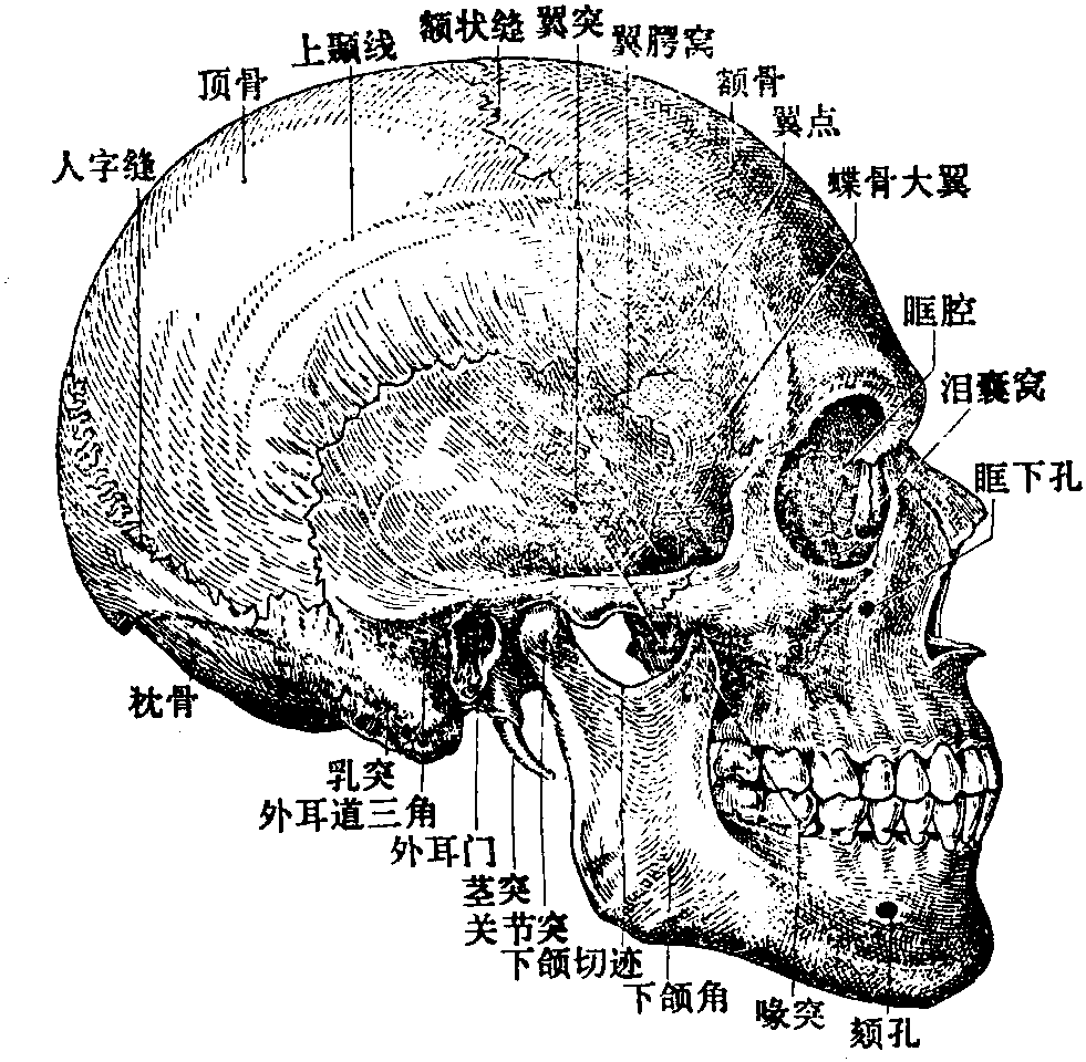 图18 颅骨(侧面观)